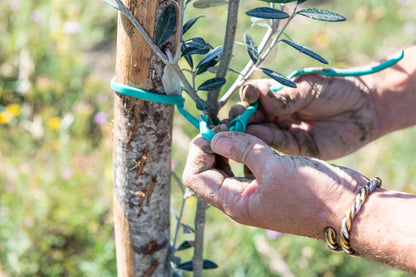 Imported Olive Oil from Italy- Intosso Olive (Abruzzo)