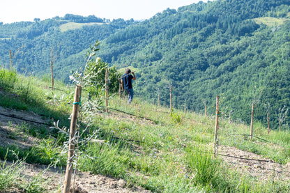 Imported Olive Oil from Italy- Roggianella Olive (Calabria)